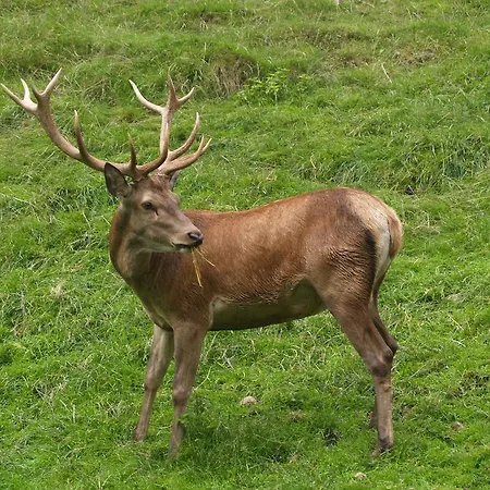 Gasthof Ochensberger 招待所