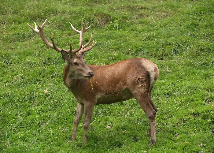 Gasthof Ochensberger 招待所